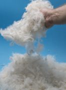 white-goose-original-feather-12